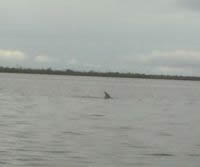 Delfines en la bah&iacute;a. Por Ra&uacute;l Martes Gonz&aacute;lez
